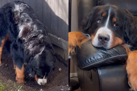 Bernese Mountain Dog video