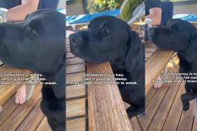 Labrador food video