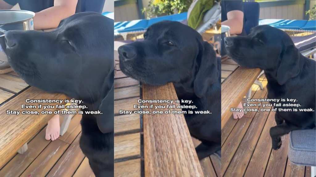 Labrador food video