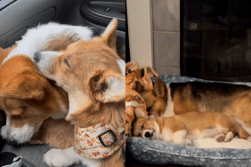 corgi video