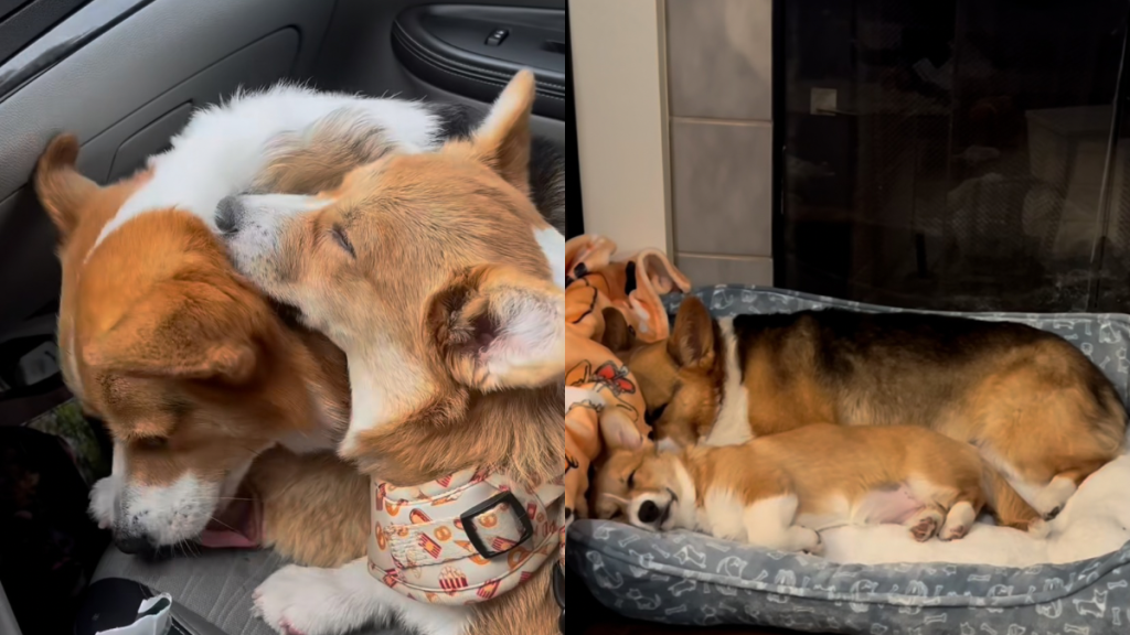corgi video