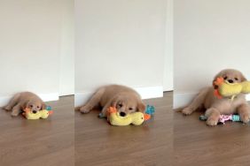 Golden Retriever puppy video