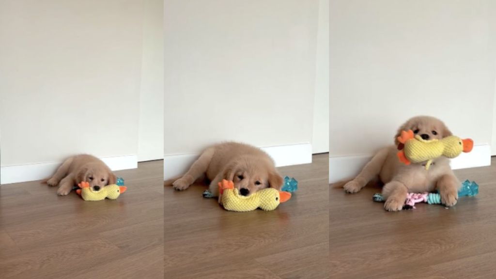 Golden Retriever puppy video