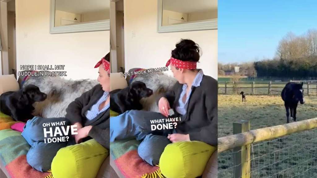 dog date video