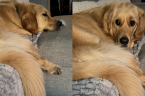 golden retriever video