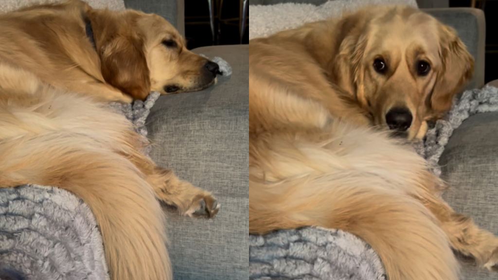 golden retriever video