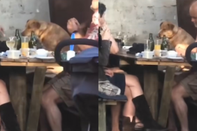 dog stranger video
