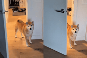 Shiba Inu owner privacy video