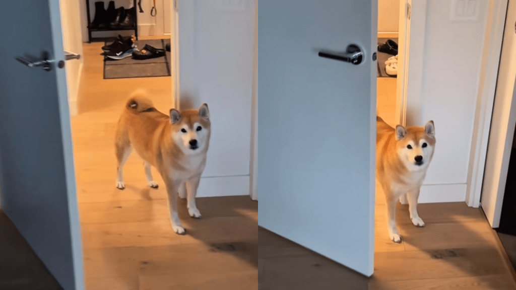 Shiba Inu owner privacy video