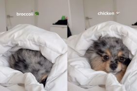 Pomeranian chicken video