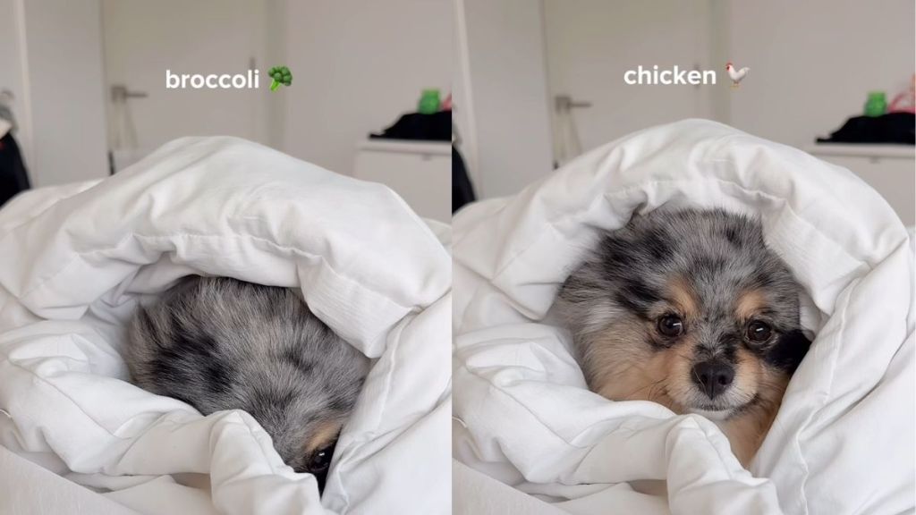 Pomeranian chicken video