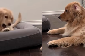 dog puppy video