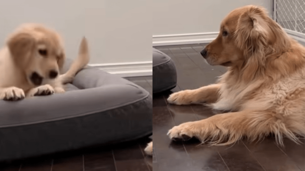 dog puppy video