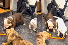 American Bullies video