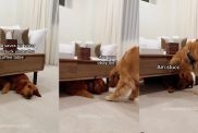 Golden Retriever sibling video