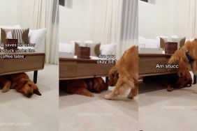Golden Retriever sibling video