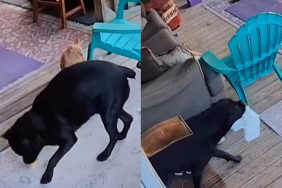 dog steal food video