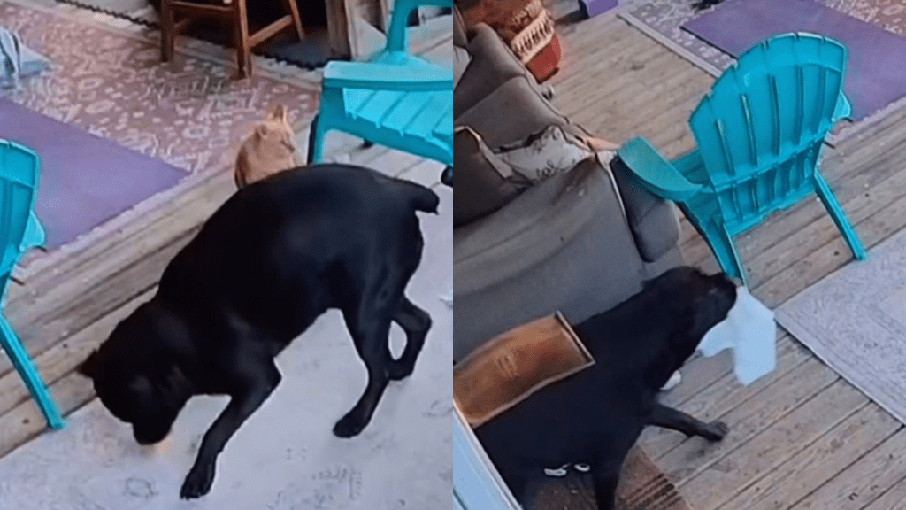 dog steal food video