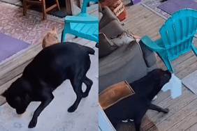 dog steal food video
