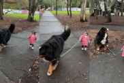Toddler Bernese Mountain Dog video