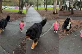 Toddler Bernese Mountain Dog video