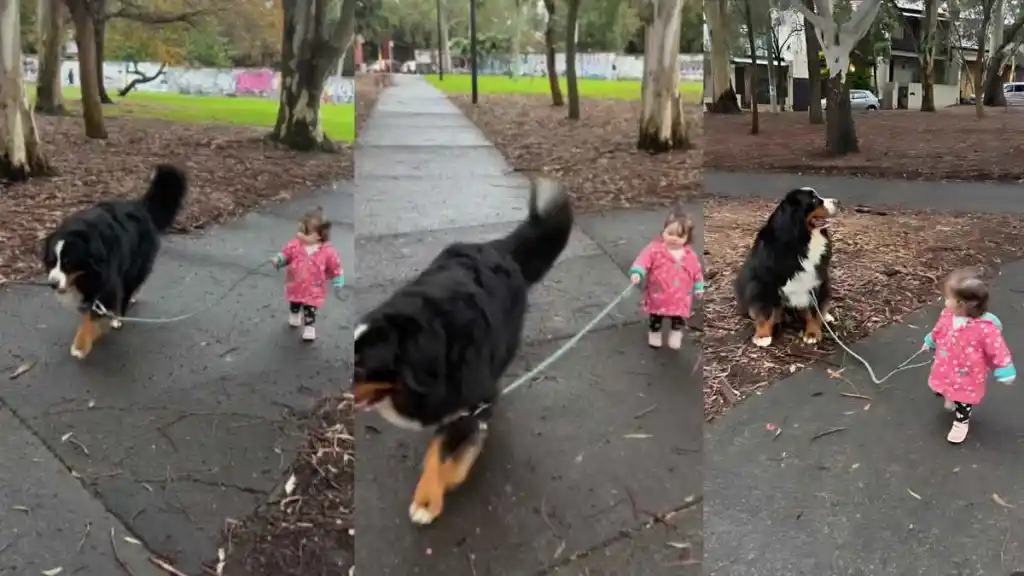 Toddler Bernese Mountain Dog video
