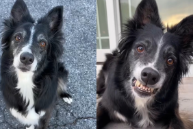Border Collie smiles video