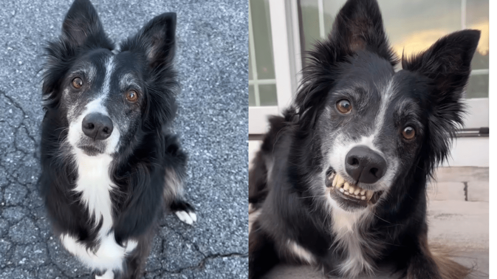 Border Collie smiles video