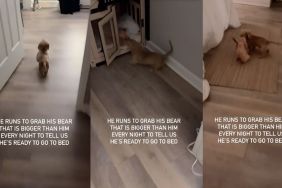 Dachshund bear bedtime video