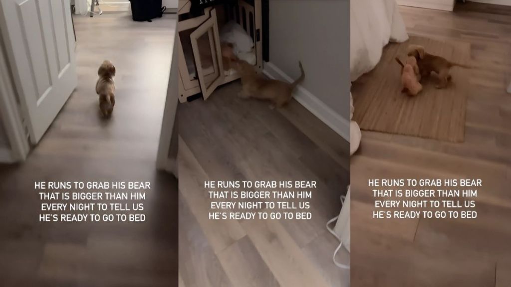 Dachshund bear bedtime video