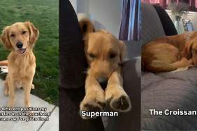 Golden Retriever puppy video