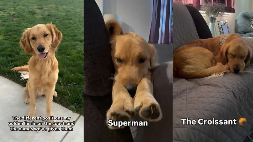Golden Retriever puppy video