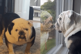 Bulldog video