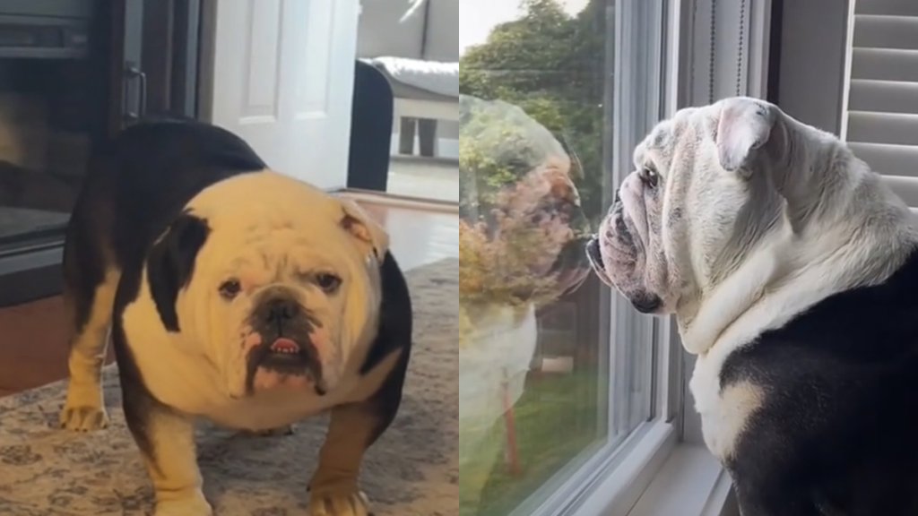 Bulldog video