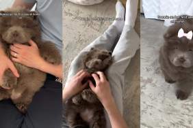 Chow Chow video