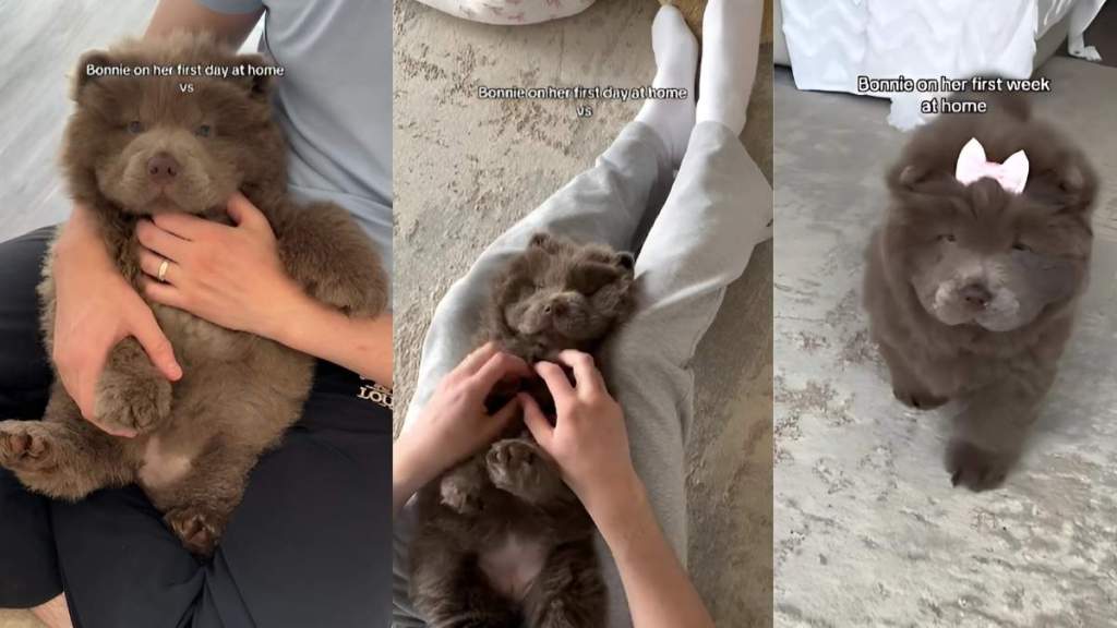 Chow Chow video