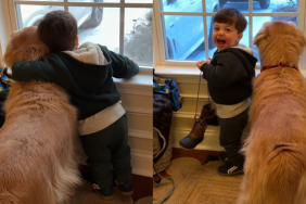 Golden Retriever toddler grandma video