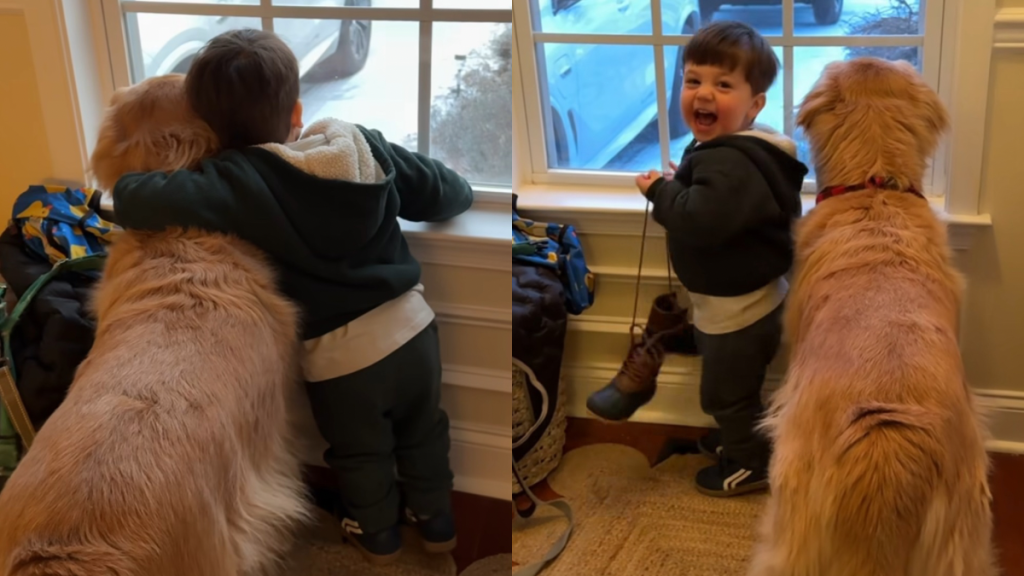 Golden Retriever toddler grandma video