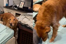 Golden Retriever video