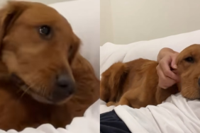 Golden Retriever sneezes video