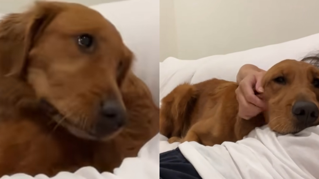 Golden Retriever sneezes video