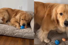 Golden Retriever egg video