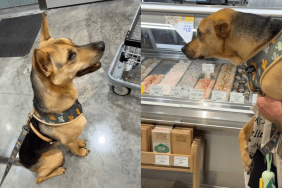 rescue puppy grocery store video