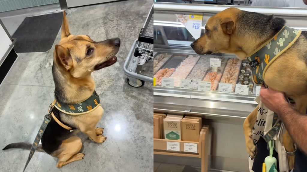 rescue puppy grocery store video
