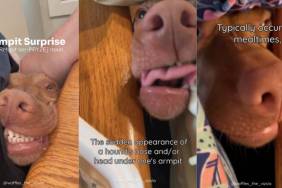 Vizsla food video
