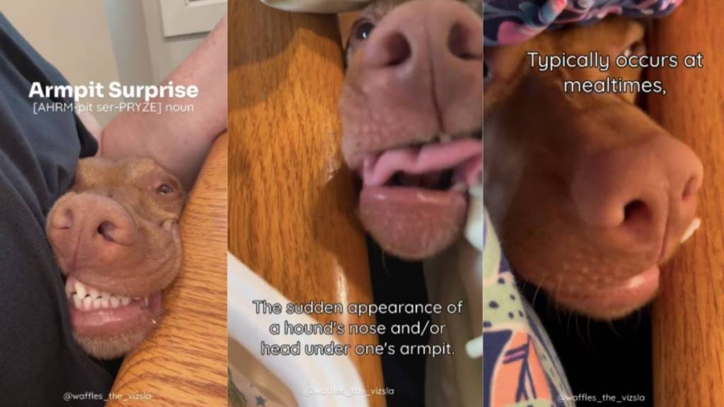 Vizsla food video
