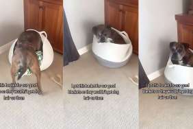 dog fur basket video