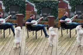 Dog dancing video