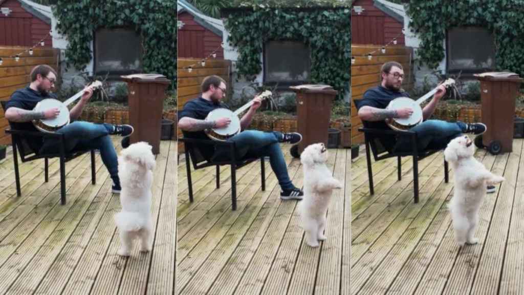Dog dancing video