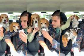 Beagles pup cup video